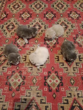 Продам котят шотландские