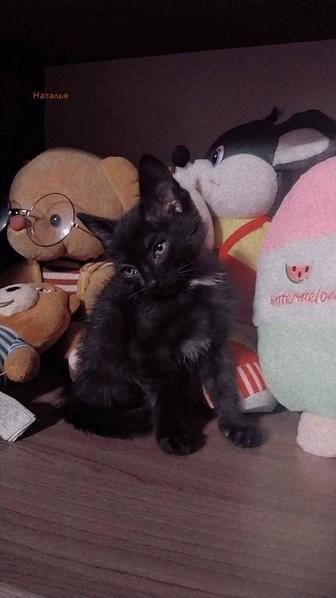 Кошечка