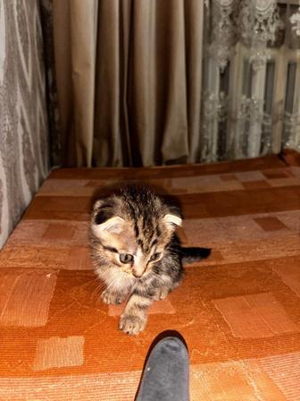 Шотландские вислоухие котята