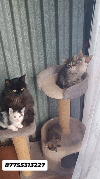 Отдам котят