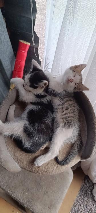 Отдам котят