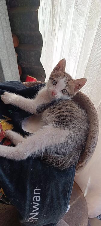 Отдам котят