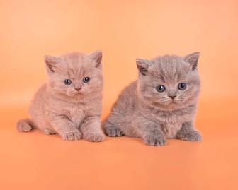 Британские лиловые котята
