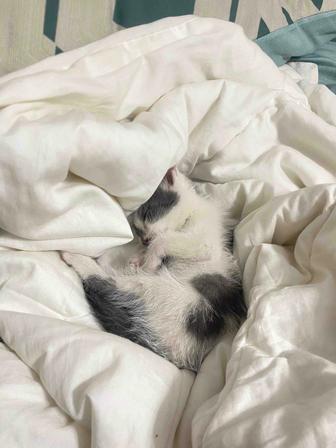 Отдам котенка