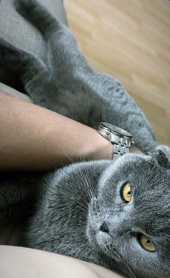 Кошка ,Британская вислоухая