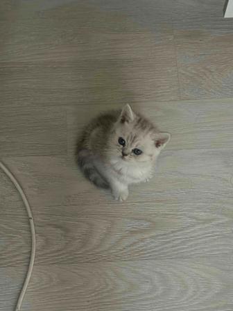 Продаем шотландского котенка