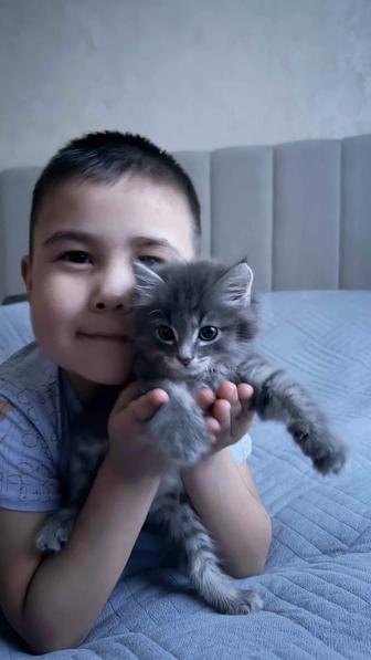 кошка британская