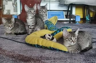 Котята в добрые руки