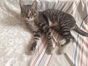 Отдам котенка