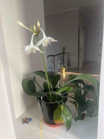 Комнатные цветы