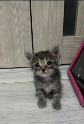 Отдам котят в добрые руки!