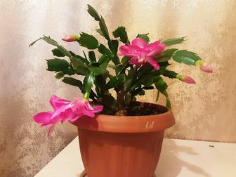 Комнатные цветы, алоэ древовидное, алоэ вера