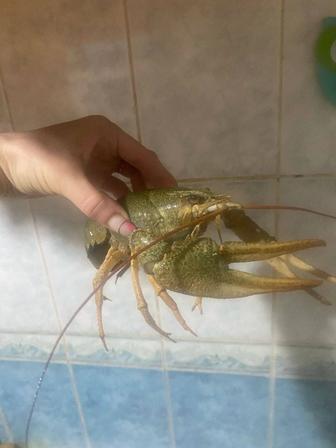 Раки крупные