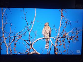 Монитор XTREON 23.8дм 180 герц