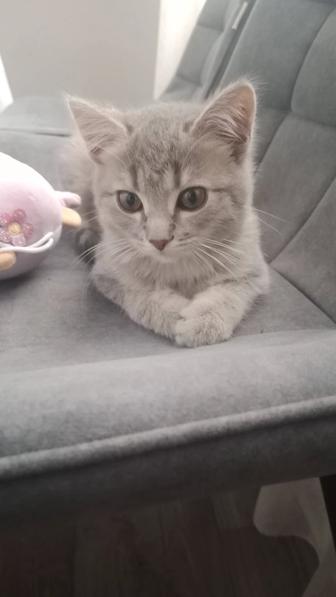 Продаю котёнка шотландского метиса.