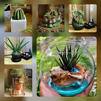 Композиции из суккулентов, живые подарки