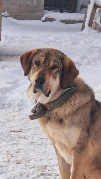 Собака Серик из приюта Хвостатый Рай