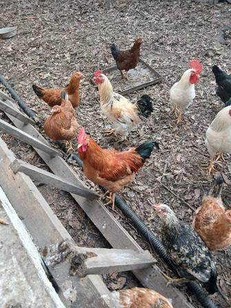 Продам петухов Ломан Браун 1 год