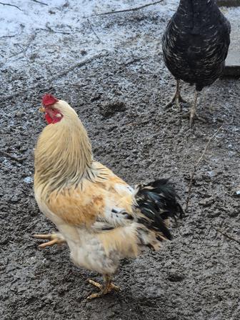 Продам петухов, разных пород, красный 1 год