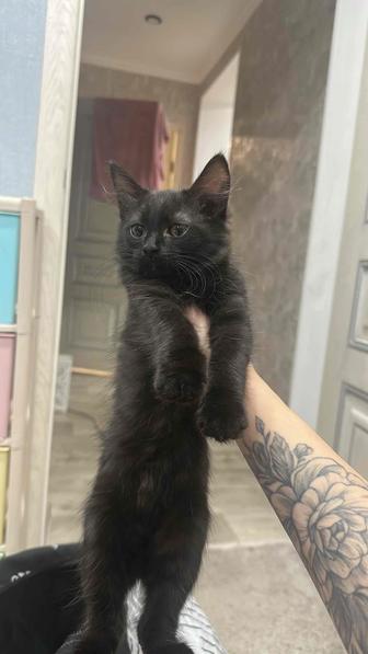 Отдам котенка в заботливые руки