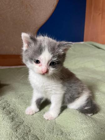 Отдам котят в добрые руки