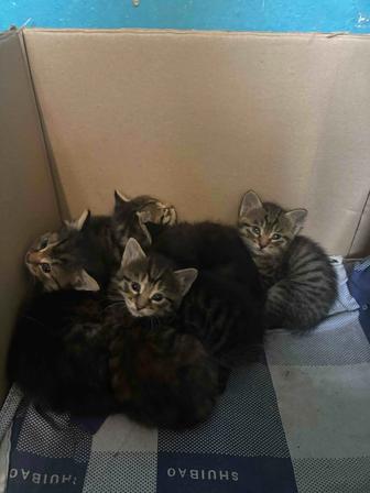 Котята