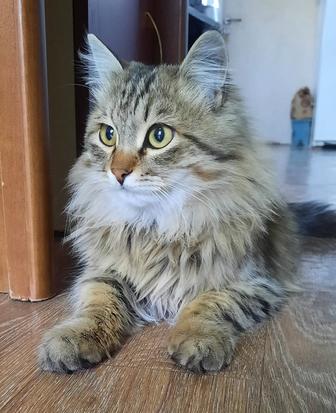 Милый кот в добрую семью