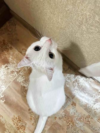 Кот в добрые руки