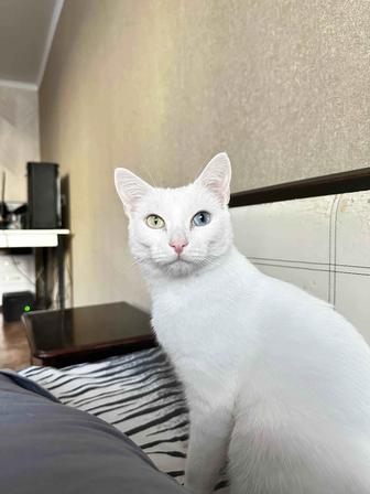Кот с гетерохромией