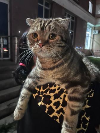 ищу кота