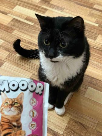 Отдам даром кота