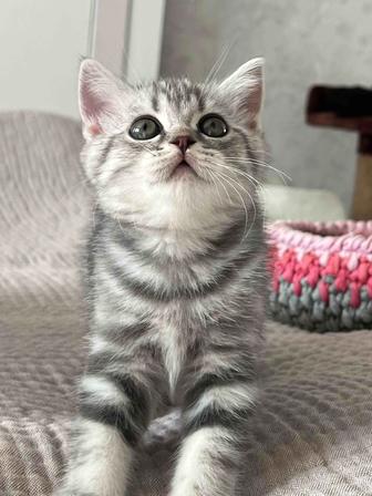 Британские котята