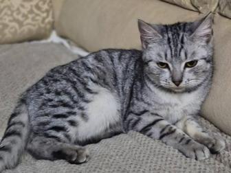 Котенок мальчик шотландец ,ищет дом , и добрые отзывчивые руки ,