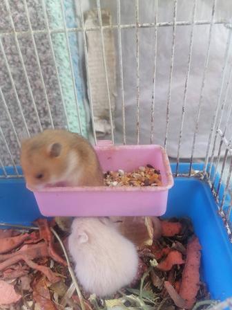 Хомяк