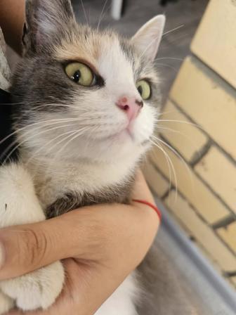 Ласковый котенок в добрые руки. Редкий окрТрехцветная рыжая-символ удачи.