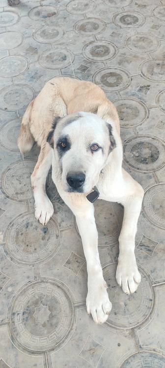 Собаку отдам в хорошие добрые руки