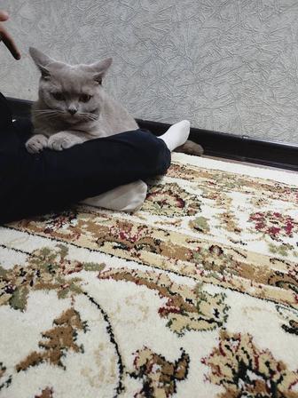 Кошка британская