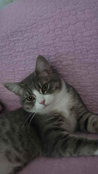 Котенок-подросток бесплатно