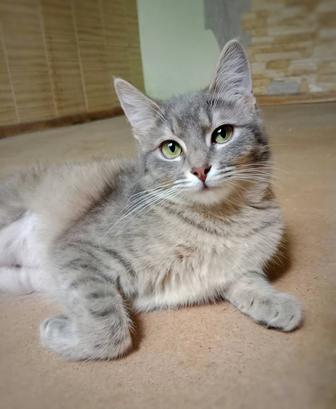 кошечка в поисках дома
