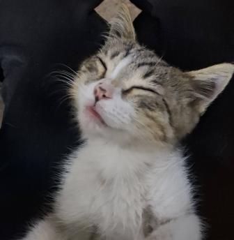 Кошки