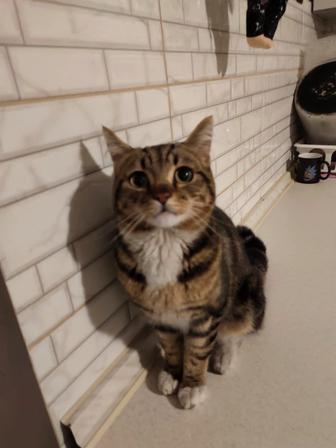 Кот в добрые руки