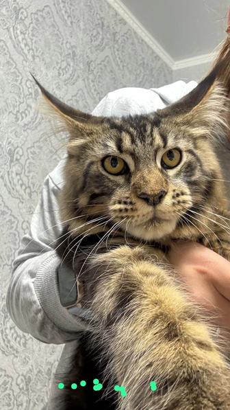 Продам кота Мейнкуна