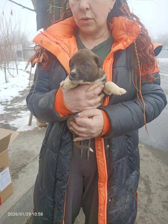 Щенки ищут дом