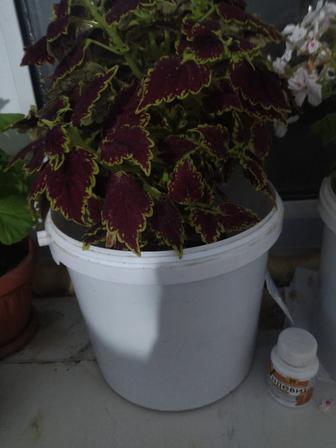 Продается домашный растение колеус