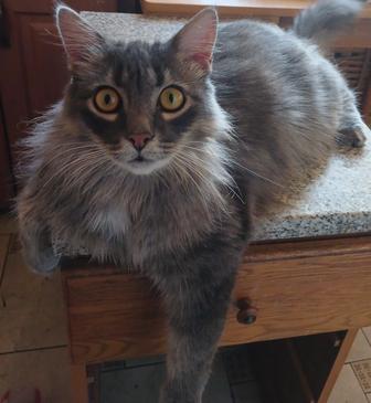 Кошка красотка Тиффани