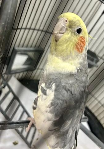 Передержка животных