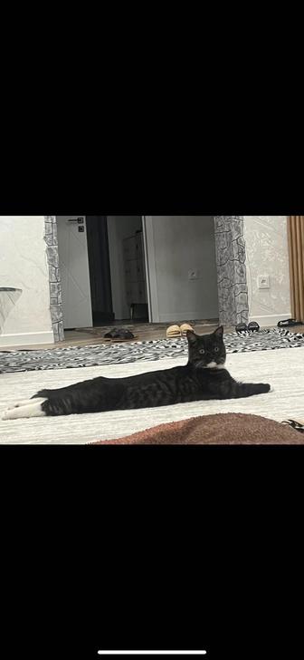 Кошка