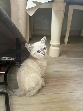 Отдам котенка в хорошую руку