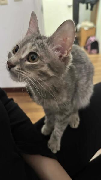 Котенку нужен дом , отдаю в добрые руки