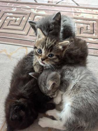 Отдам котят
